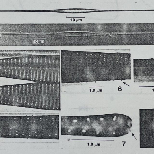 Fragilaria longifusiformis orig illus1