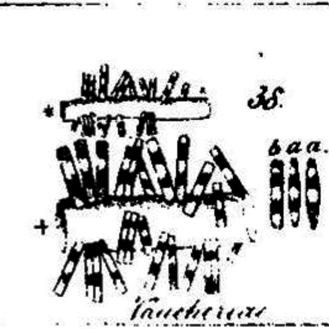 Fragilaria vaucheriae orig illus