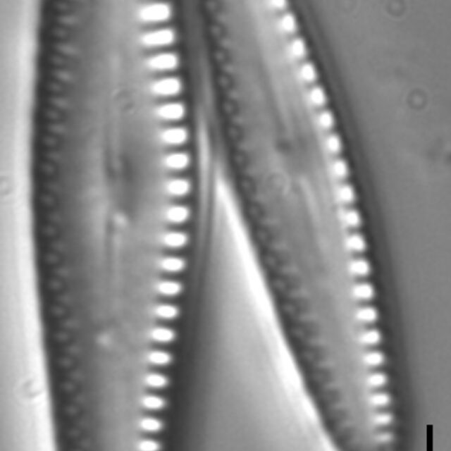 Gomphonema louisianum HOLOTYPE