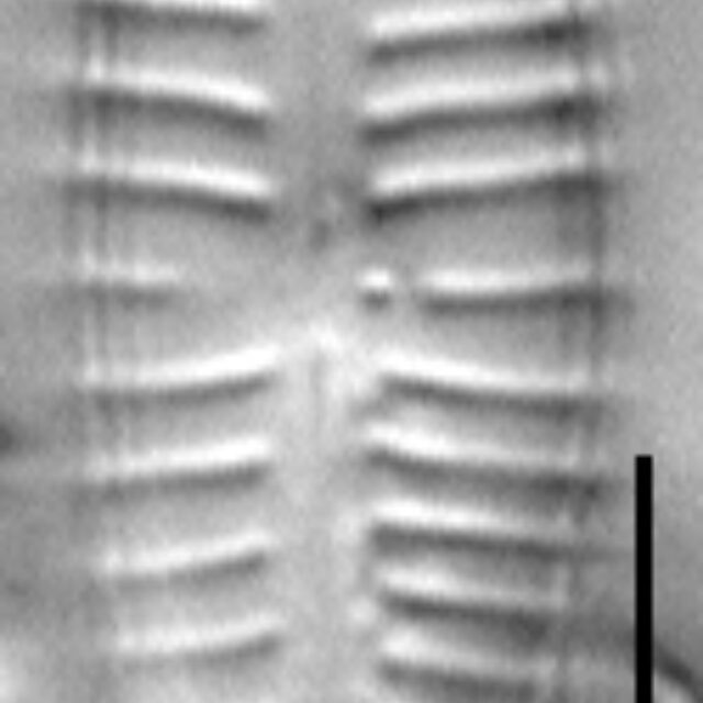 Gconsector Type Sp2 Ed