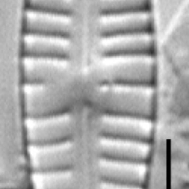 Gconsector Type Sp4 Ed