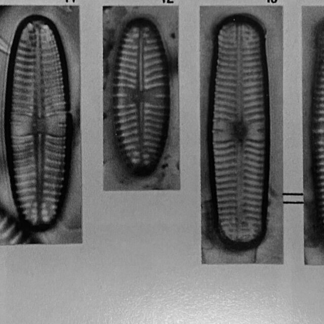 Geissleria paludosa orig img1