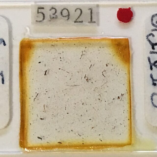 Gomph Freesei Type Slide  Gc53921