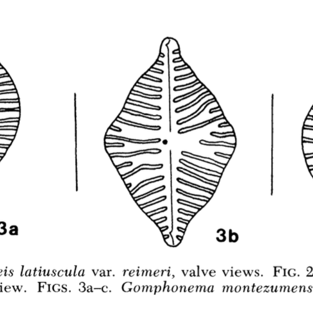 Gomph Montezume Original Image  Czar Et  Blinn 1979