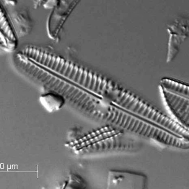 Gomphoneis Olivaceoides  Holotype  Brm  H76485 1