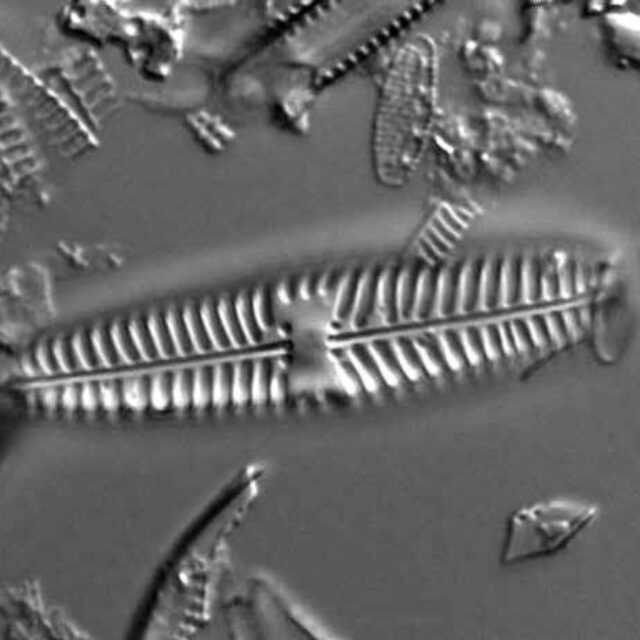 Gomphoneis Olivaceoides  Holotype  Brm  H76485 2