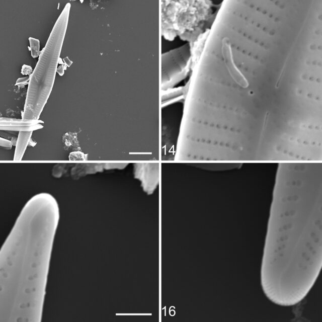 Gomphonema marriae SEM orig illus3