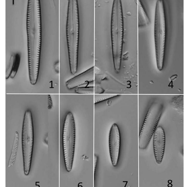 Gomphonema Insularum  Kociolek  Woodward  Graeff 2016 Plate  Lm