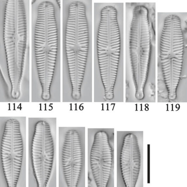 Gomphosinica Capitata  Kociolek Etal 2015 Original 117  Holotype
