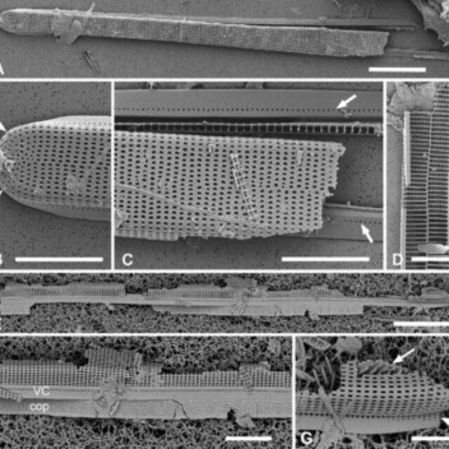 Grunowago bacillaris SEM from Lobban et al. 2022