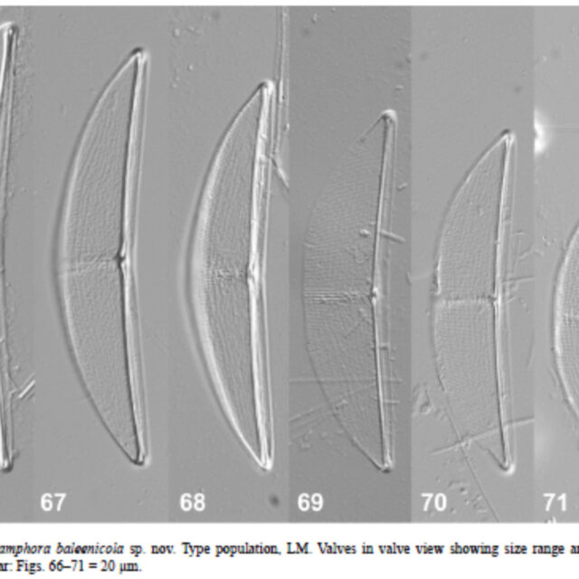 Halamphora baleenicola orig illus1