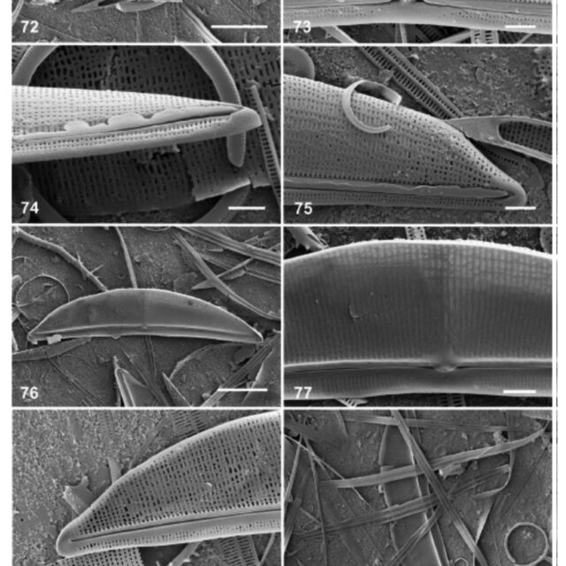 Halamphora baleenicola orig illus2