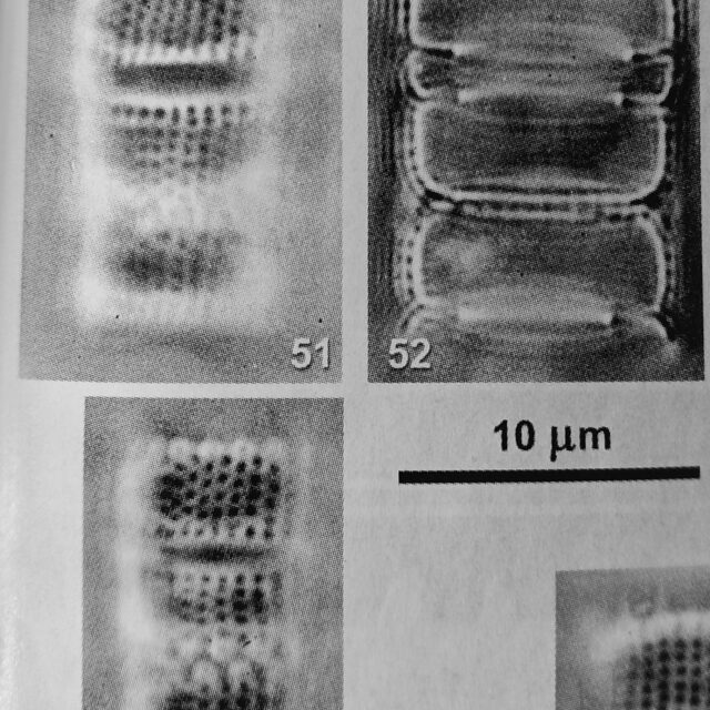 Holotype LM