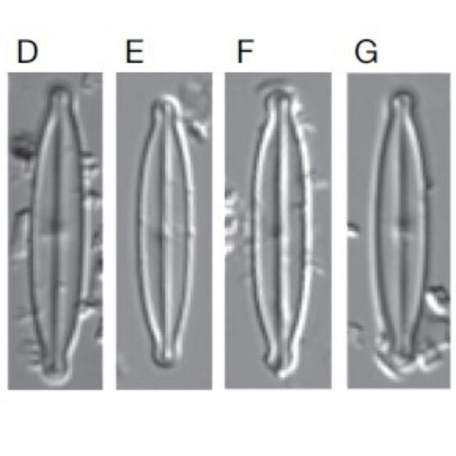Kobayasiella tursujuqensis orig illus1