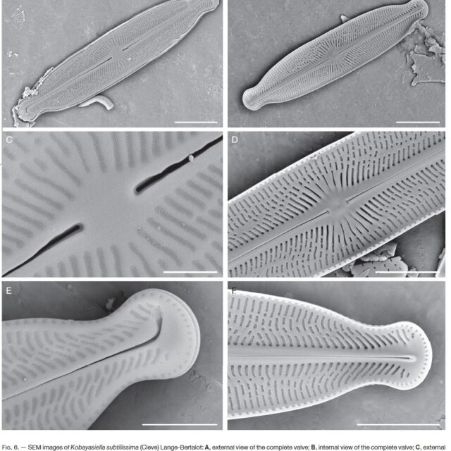 Kobayasiella tursujuqensis orig illus2
