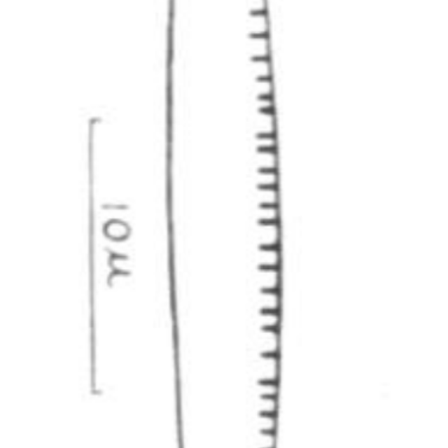 Nitzschia alaskana orig illus