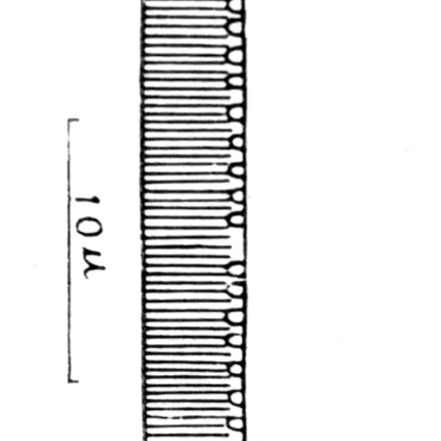 Nitzschia lacunicola orig illus