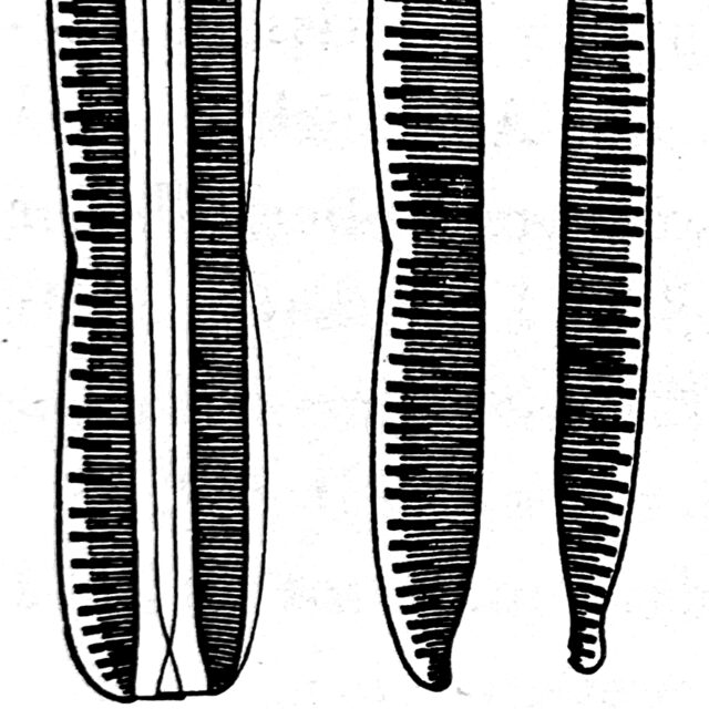 Nitzschia palustris orig illus