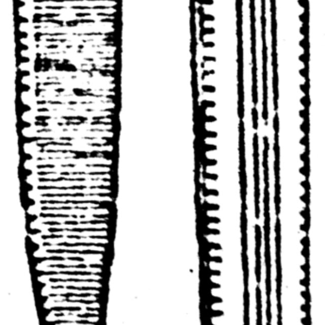 Nitzschia sublinearis orig illus