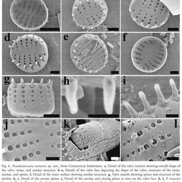 P Trainori Holotype Pop