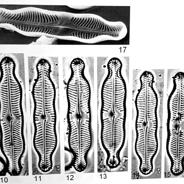 Pinnularia grunowii orig illus 2