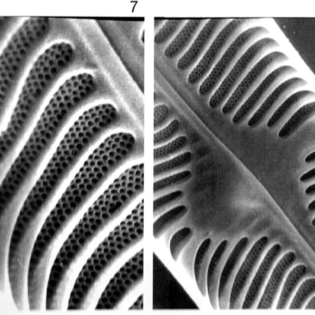 Pinnularia grunowii orig illus 3