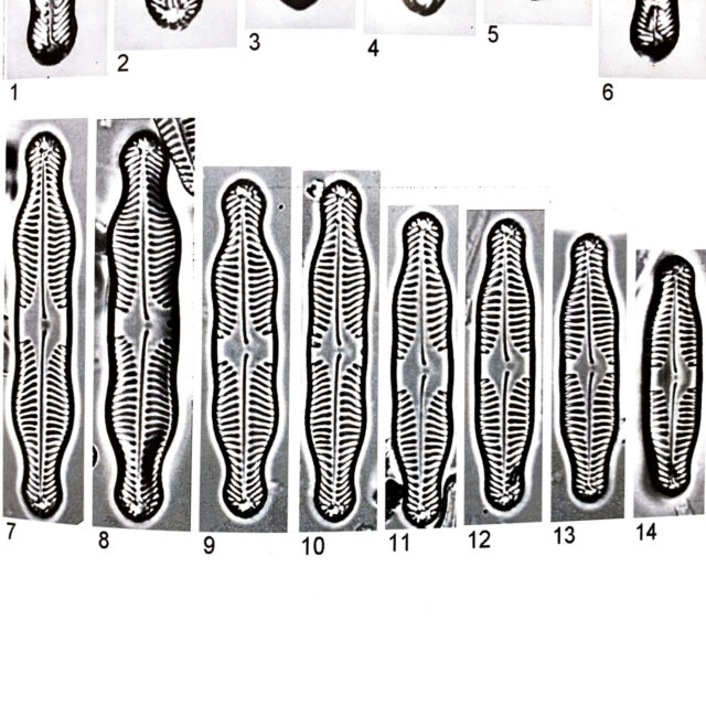 Pinnularia grunowii orig illus