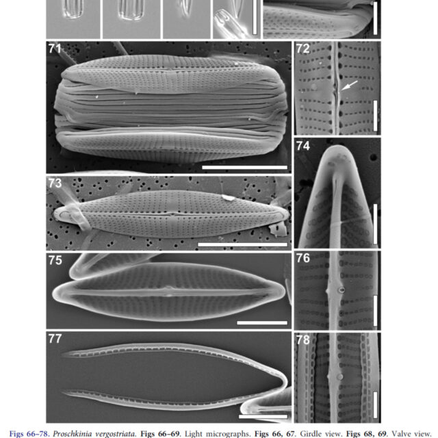 Proschkinia vergostriata orig illus