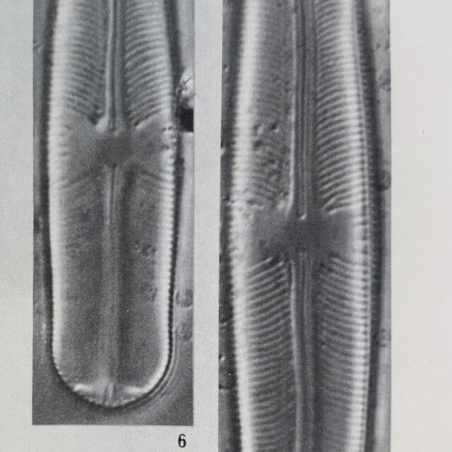 Sellaphora parapupula orig illus1