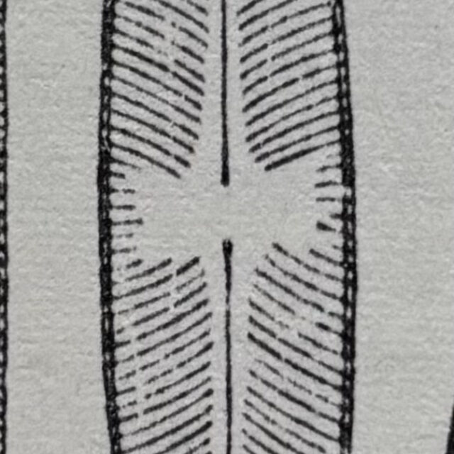 Sellaphora parapupula orig illus2