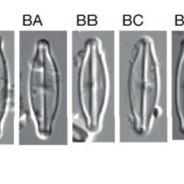 Sellaphora vincentiana orig illus1