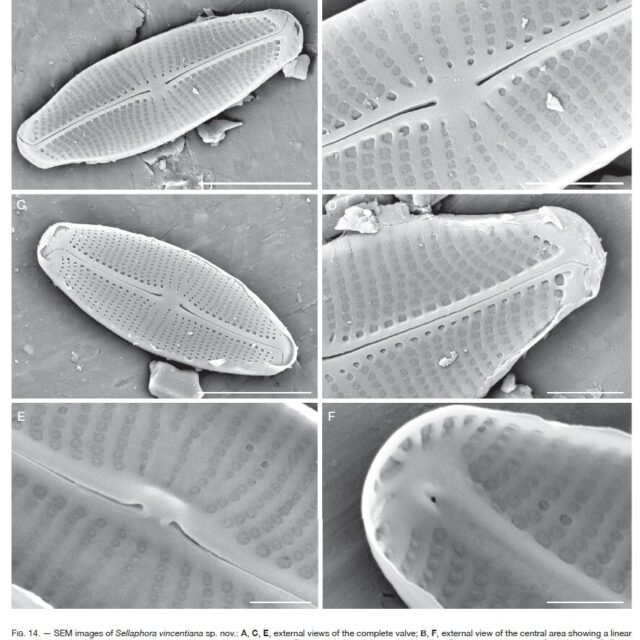 Sellaphora vincentiana orig illus2