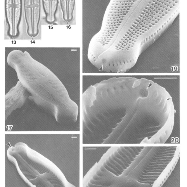 Sellaphora Japonica Orig Desc 1986 Plate