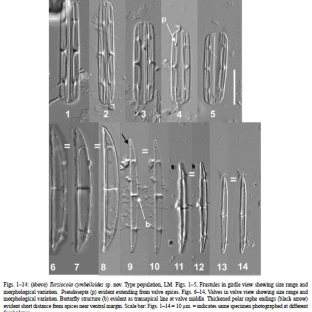 Tursiocola cymbelloides orig illus1