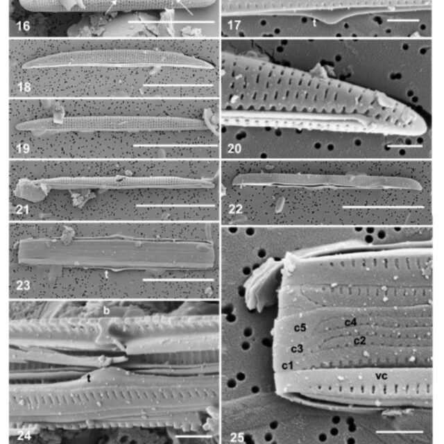 Tursiocola cymbelloides orig illus2