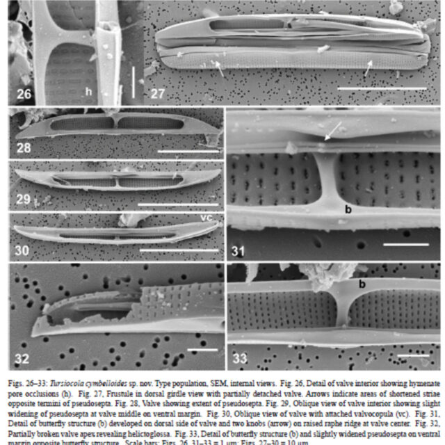 Tursiocola cymbelloides orig illus3