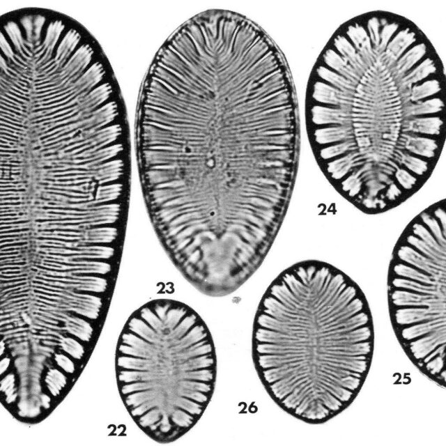 Surirella brebissonii orig illus