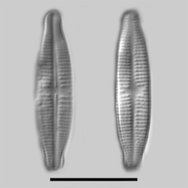 Achnanthidium thienemannii iconic