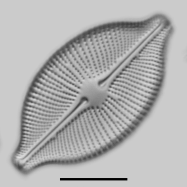 Cosmioneis pusilla iconic