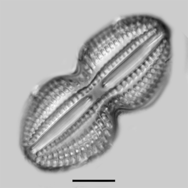 Diploneis bombus iconic