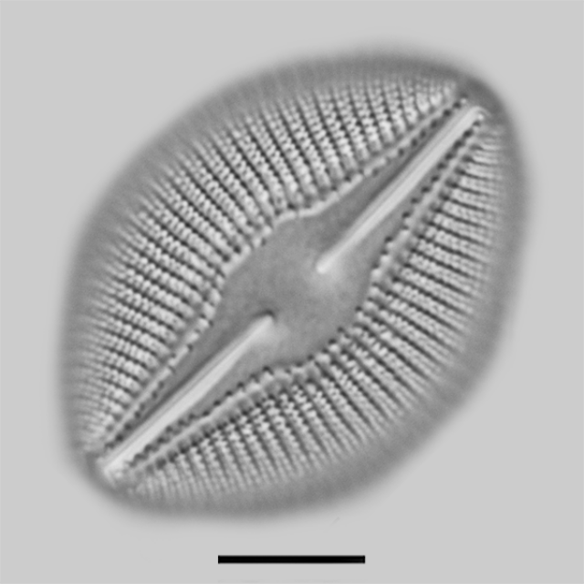 Diploneis dilatata iconic