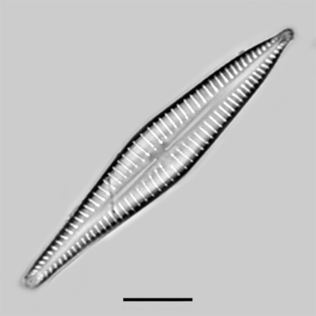 Gomphonema marriae iconic