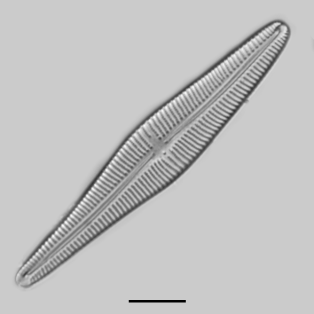 Gomphonema stonei iconic