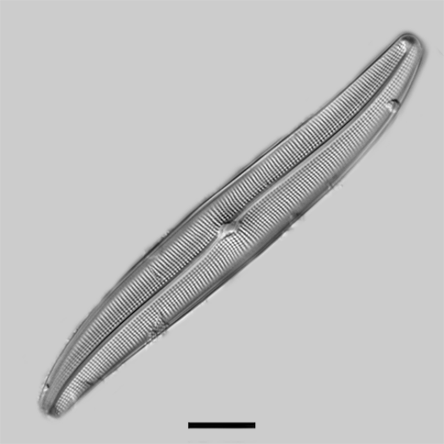 Gyrosigma nodiferum iconic