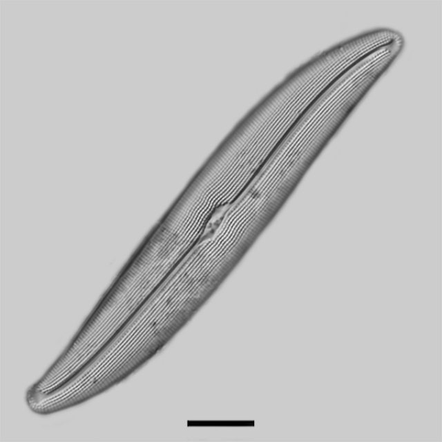 Gyrosigma reimeri iconic