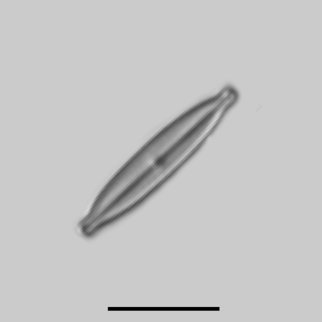 Kobayasiella tursujuqensis iconic