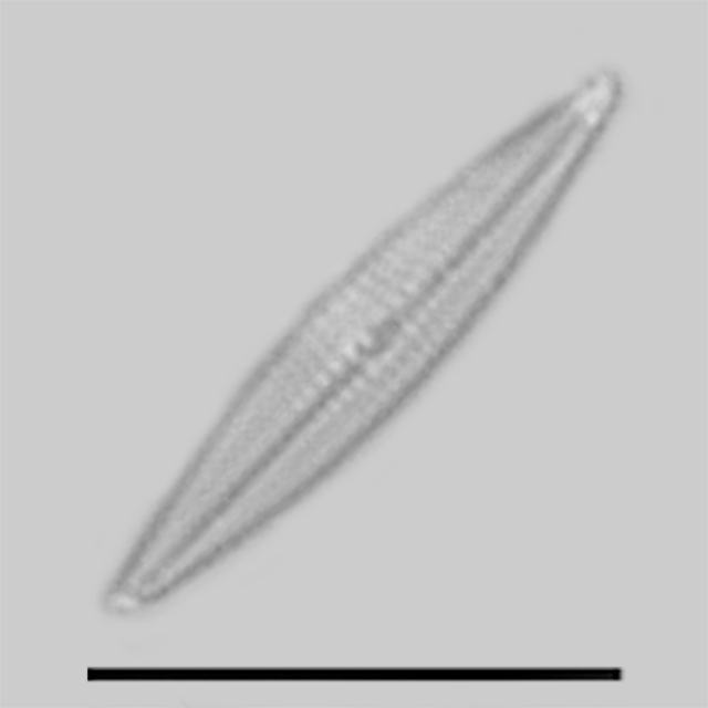 Proschkinia vergostriata iconic