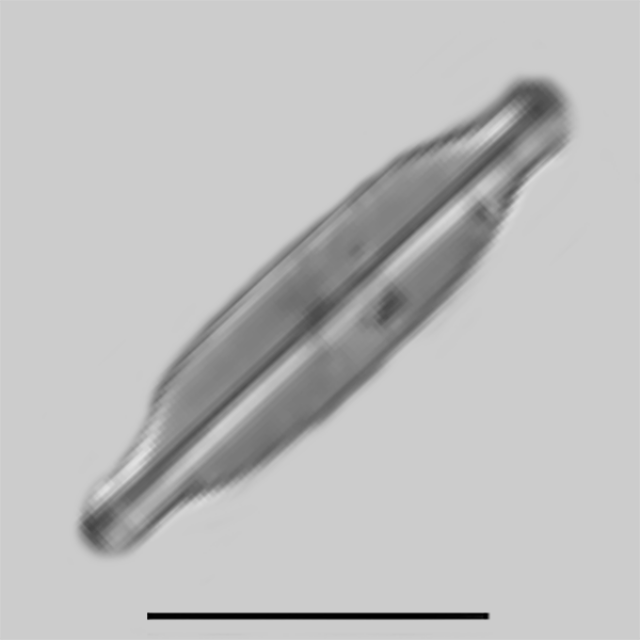 Sellaphora vincentiana iconic