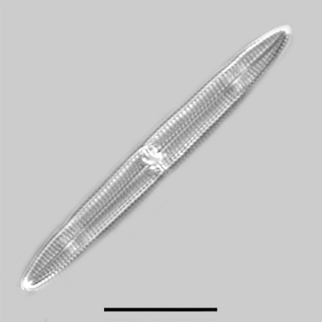 Tursicola alata iconic