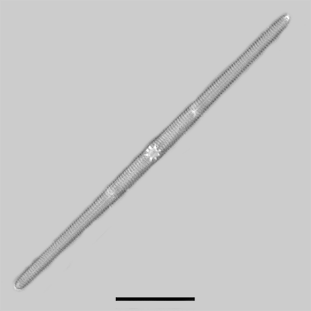 Tursicola gracilis iconic